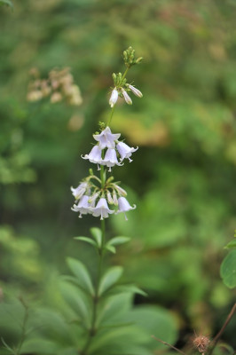 Adenophora_triphylla_06.jpg