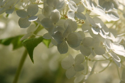 Hydrangea-Juli-1.jpg