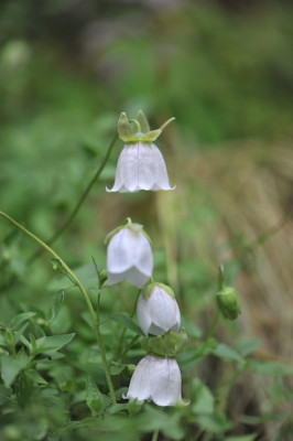 Codonopsis_cl._06.jpg