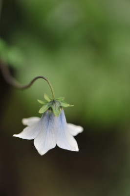 Codonopsis_ovata_06.jpg