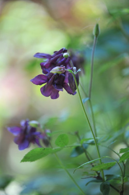 Aquilegia_vulg._06.jpg