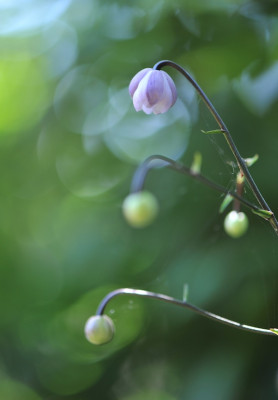Anemonopsis_macroph._06.jpg
