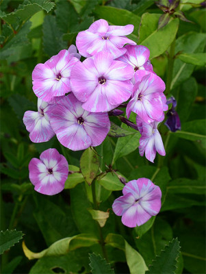 Phlox_Sae1.jpg