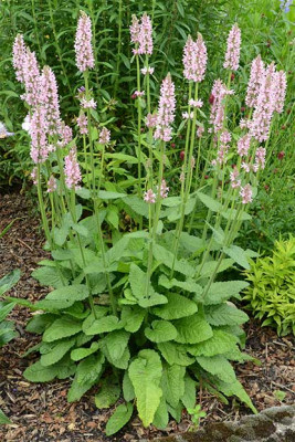 sTACHYS_ZR.jpg
