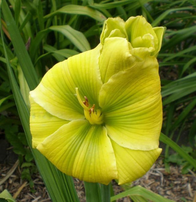calypso_Green_2014_em.jpg