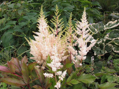 Astilbe_Younique_White_Kopie.jpg
