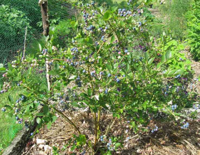 IMG_1936_Blue_Berry_02-07-2014_.jpg