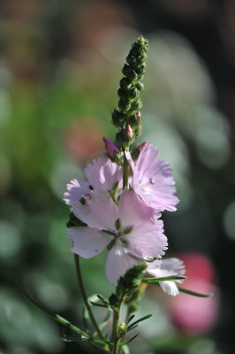 Sidalcea_07.jpg
