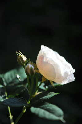 Rosenkind_07.jpg