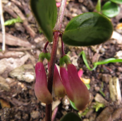 IMG_4391_Knospen.jpg