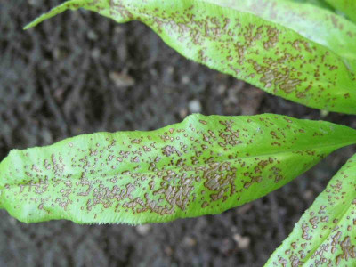 Coniogramme_japonica_2014-07-03.jpg