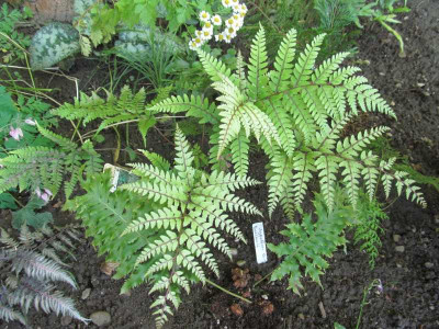 Athyrium_otophorum_Okanum_2014-07-03.jpg