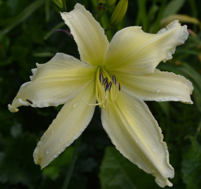 020714_Berleyer_weie_Flatterfahne.jpg