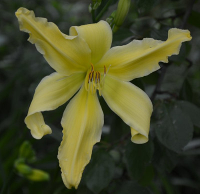 020714_sachsen_yellow_angel.jpg