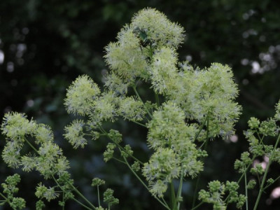 IMG_4407_Thalictrum_lucidum.jpg
