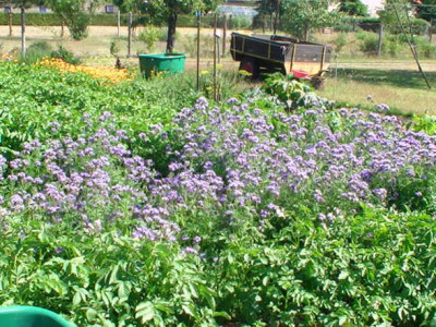 Phacelia.JPG
