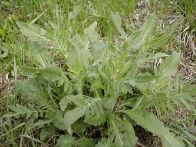 Flockenblume.jpg