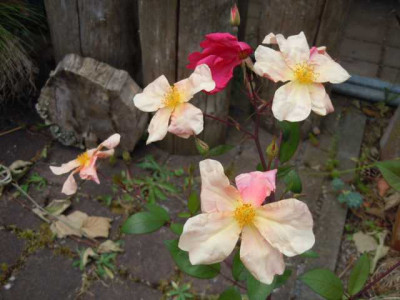 Mutabilis_050714.JPG