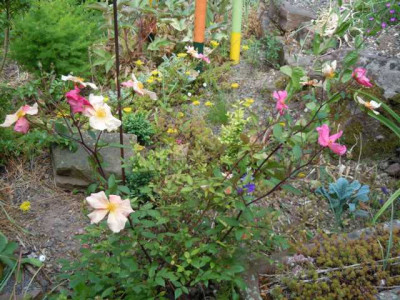 mutabilis_gesamt_050714.JPG