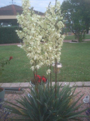 yucca.jpg