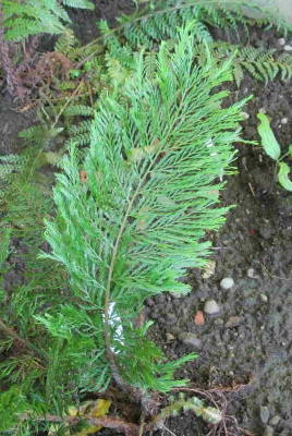 Polystichum_setiferum_Green_Lace.jpg