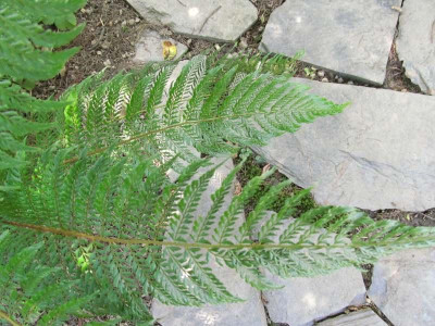 Polystichum_setiferum_Pulcherrimum_Bevis.jpg