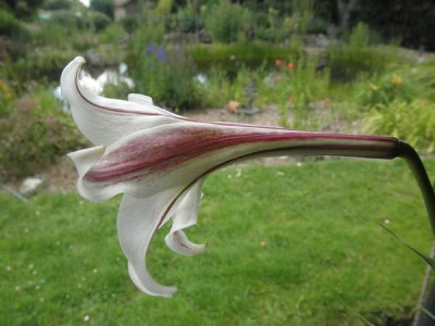 L._formosanum_var._pricei.jpg