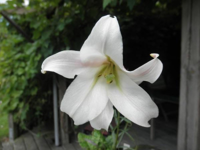 L._formosanum_var._pricei_1.jpg