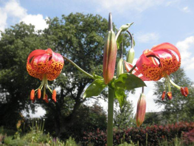 L._pardalinum.jpg