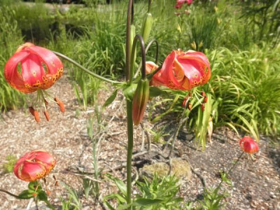 L._pardalinum_1.jpg