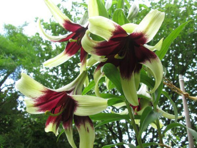 Lilium_nepalense_0.jpg