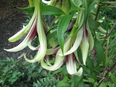 Lilium_nepalense_1.jpg