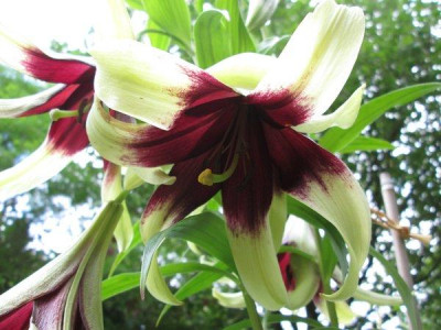 Lilium_nepalense_2.jpg