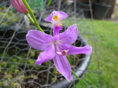 Calopogon_tuberosus__1.jpg