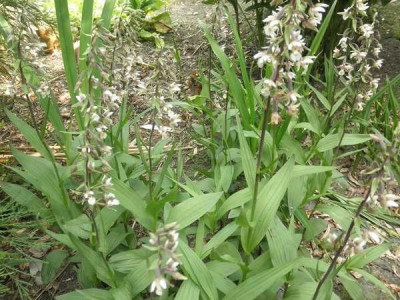 Epipactis_palustris.jpg