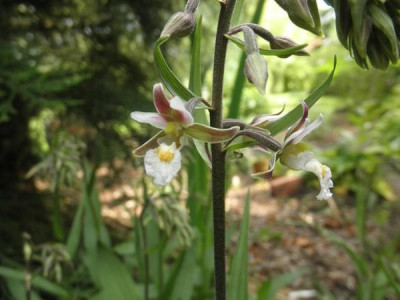 Epipactis_palustris_1.jpg