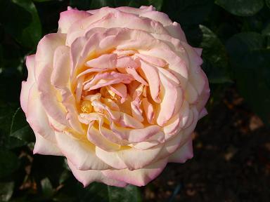 Rose_creme_2.jpg