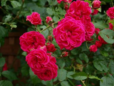 Rose_pink.jpg