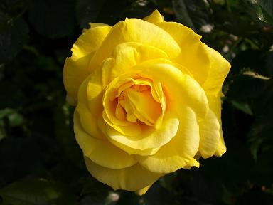 Rose_gelb_2.jpg