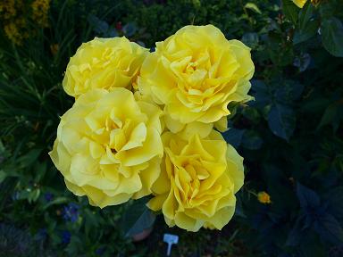 rose_gelb_2.jpg