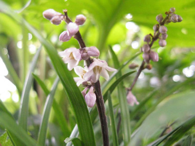 Ophiopogon_1_1024x768.jpg
