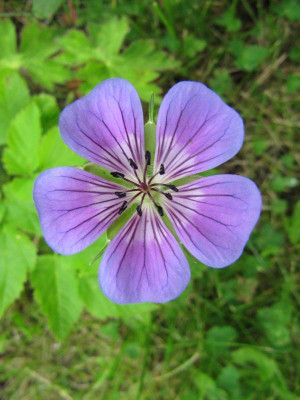 Geranium_Sweet_Heidy_140706.jpg