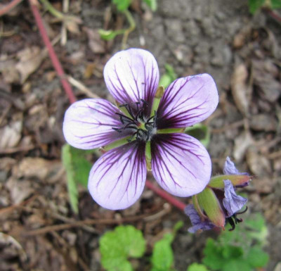 Geranium_x_Salome_140706.jpg