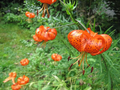 Lilium_leichtlinii_var._maximowiczi_140706.jpg