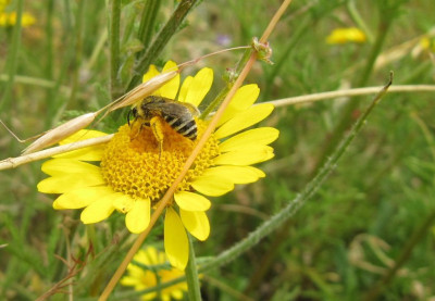 Wildbiene_140706.jpg