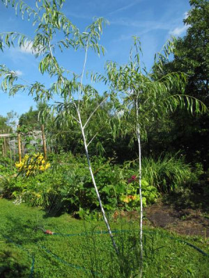 Salix_acutifolia_Blue_Streak_140706.jpg