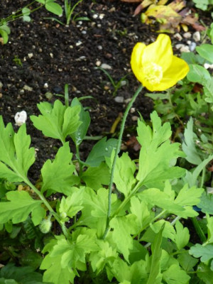 mohn-welcher.JPG