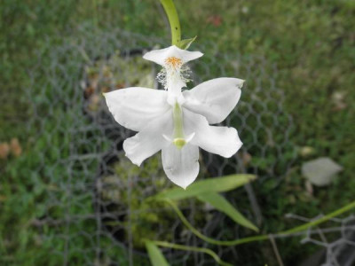 Calopogon_tuberosus_Alba.jpg