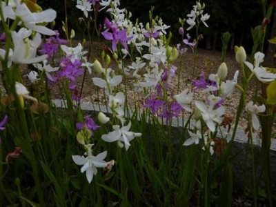 Calopogon.jpg