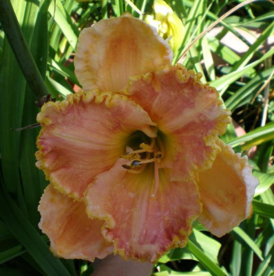 P7070008_em.JPG
